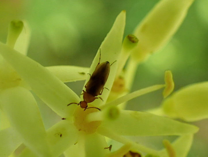 Gefleckter Scheinstachelkäfer (Anaspis maculata)