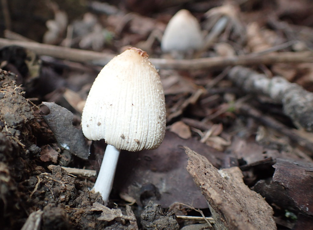Glimmer-Tintling (Coprinellus micaceus)