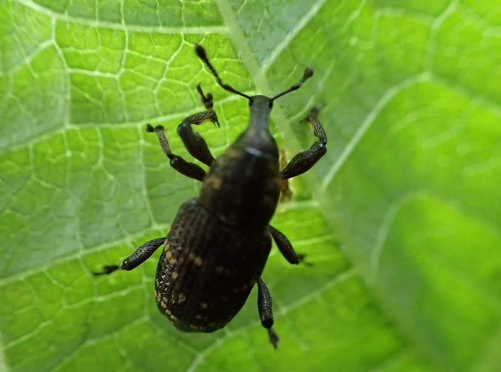 Großer Brauner Rüsselkäfer (Hylobius abietis)