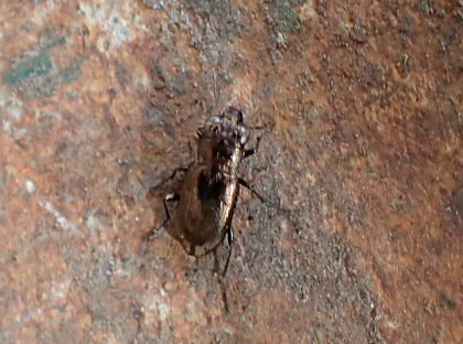 Eilkäfer (alle) (Notiophilus indet.)