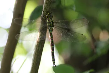 Blaugrüne Mosaikjungfer