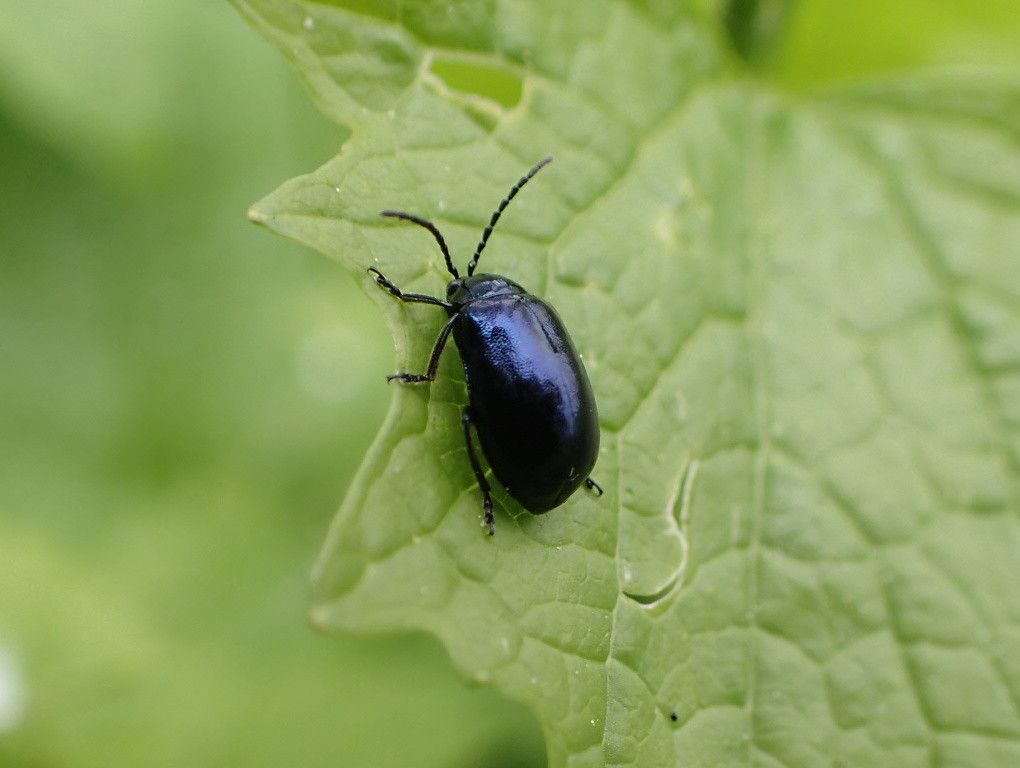 Blauer Erlenblattkäfer