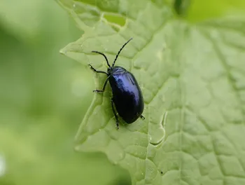 Blauer Erlenblattkäfer