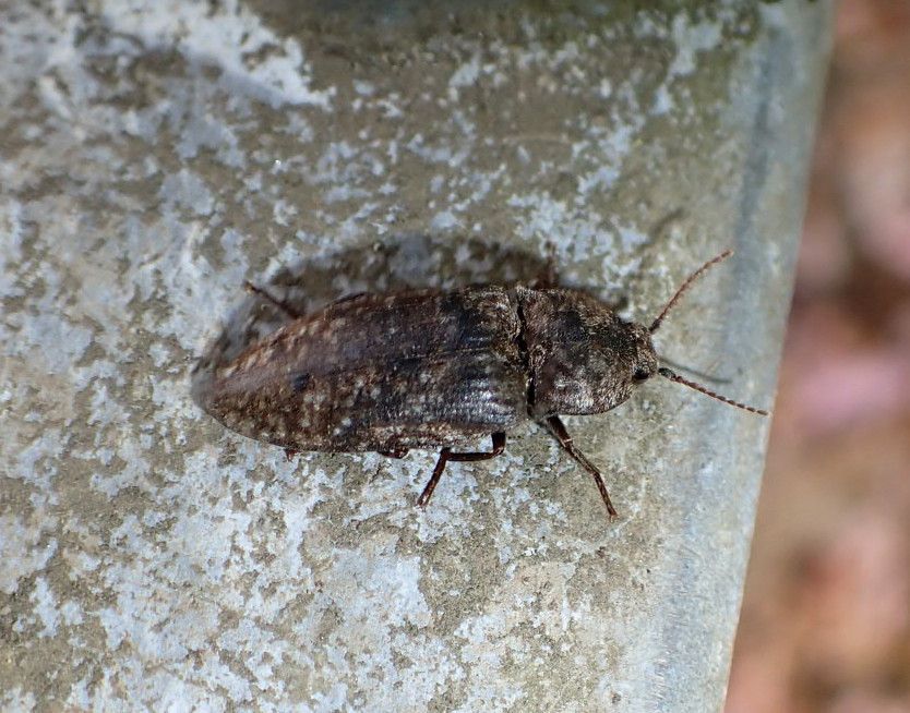 Mausgrauer Schnellkäfer