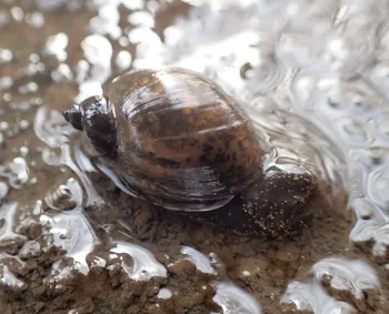 Gemeine Schlammschnecke