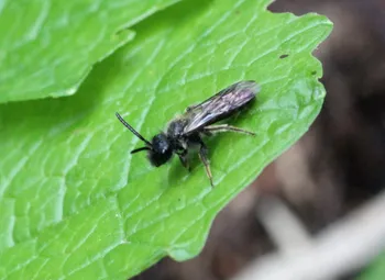 Zweifarbige Sandbiene