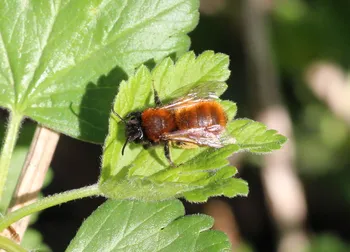 Fuchsrote Lockensandbiene