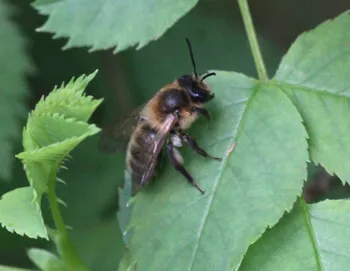 Schottische Erdbiene