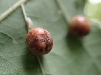 Andricus - Eichengallwespe (alle)