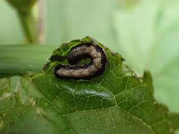 Zweifleck-Kätzcheneule