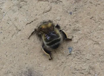 Frühlings-Pelzbiene