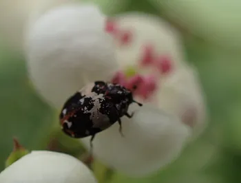 Bibernellen-Blütenkäfer
