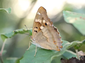 Kleiner Schillerfalter