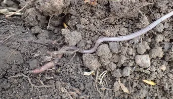 Kleiner Wiesenwurm