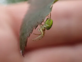 Gewöhnliche Kürbisspinne (genitaluntersucht)