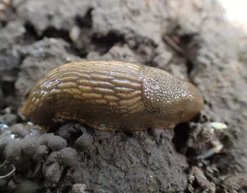 Spanische Wegschnecke