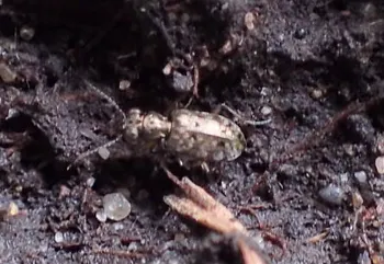 Haarahlenläufer (alle)