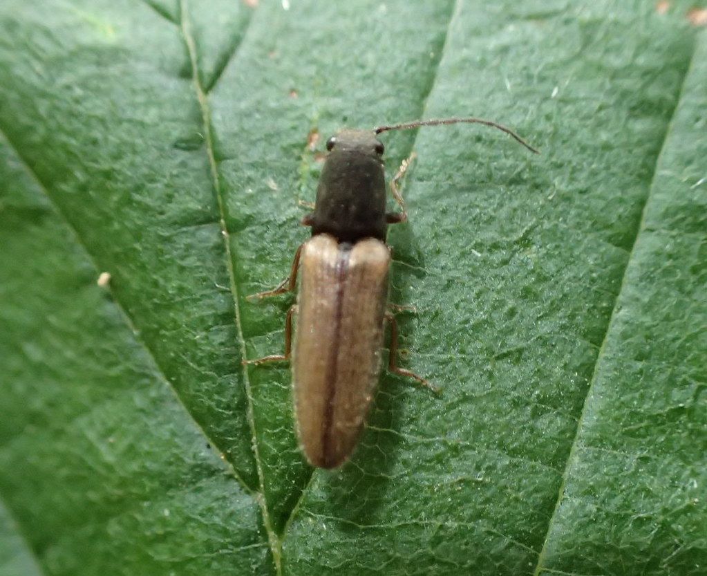 Zweifarbiger Laubschnellkäfer