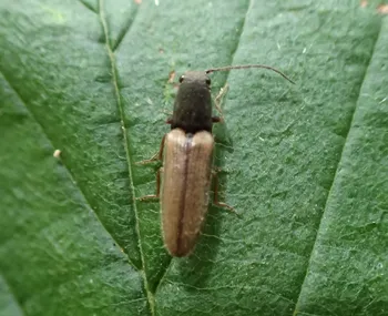 Zweifarbiger Laubschnellkäfer