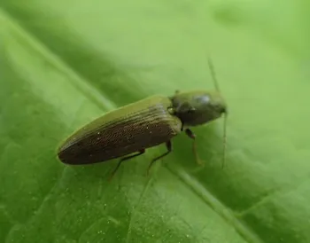 Rotbauchiger Laubschnellkäfer