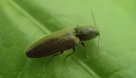 Rotbauchiger Laubschnellkäfer