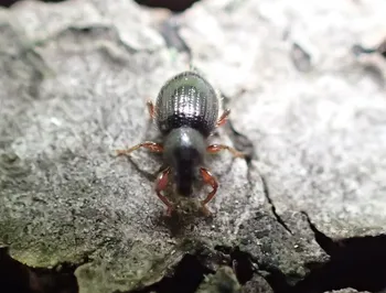 Barypeithes - Trägrüssler (alle)