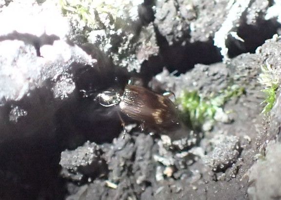 Metallbrauner-Ahlenläufer