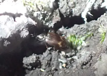 Metallbrauner-Ahlenläufer