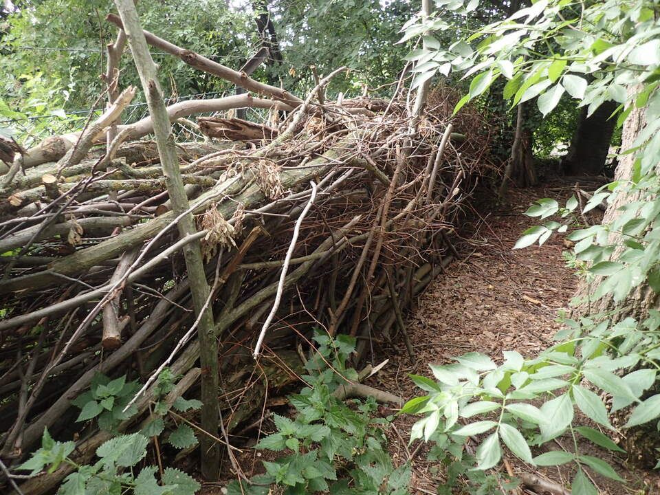 Eschen-Ahorn und Benjes-Hecke