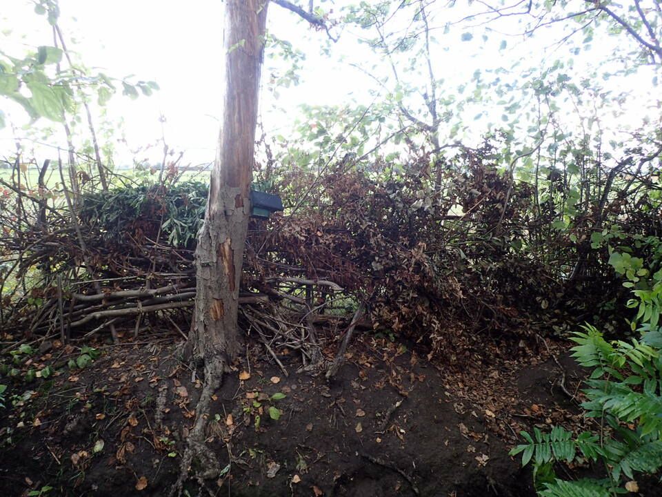 Benjeshecke am Westsaum