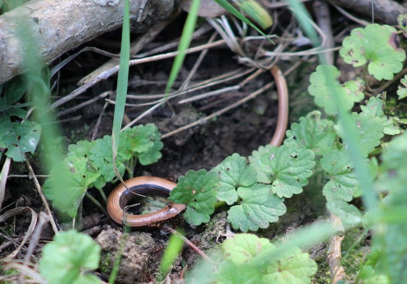 Helmkraut und Blindschleiche