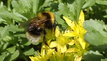 Gartenhummel