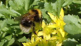Gartenhummel