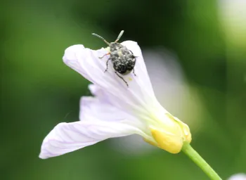 Frühlingsplatterbsen-Samenkäfer