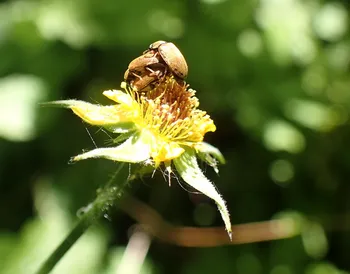 Großäugiger Himbeerkäfer