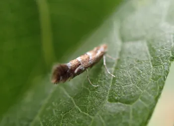 Rosskastanien-Miniermotte