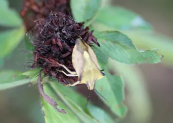 Nördliche Fruchtwanze