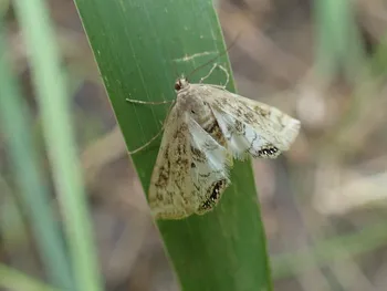 Wasserlinsenzünsler