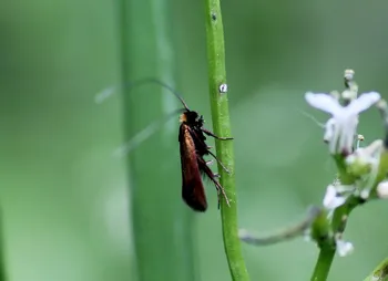 Schaumkraut-Langhornmotte