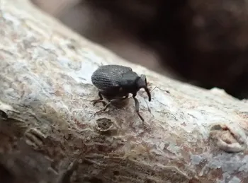 Kleinrüssler (alle)