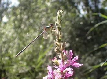 Westliche Weidenjungfer