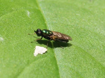 Gewöhnliche Waffenfliege
