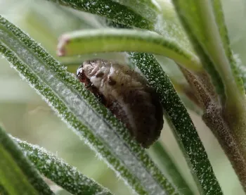 Rosmarin-Blattkäfer