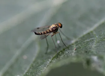 Kleine Schnepfenfliege