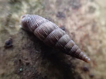 Schließmundschnecke (alle)