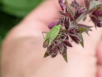 Zweipunktige Wiesenwanze