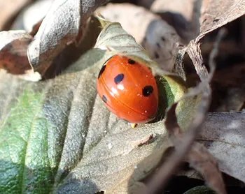 Siebenpunkt-Marienkäfer
