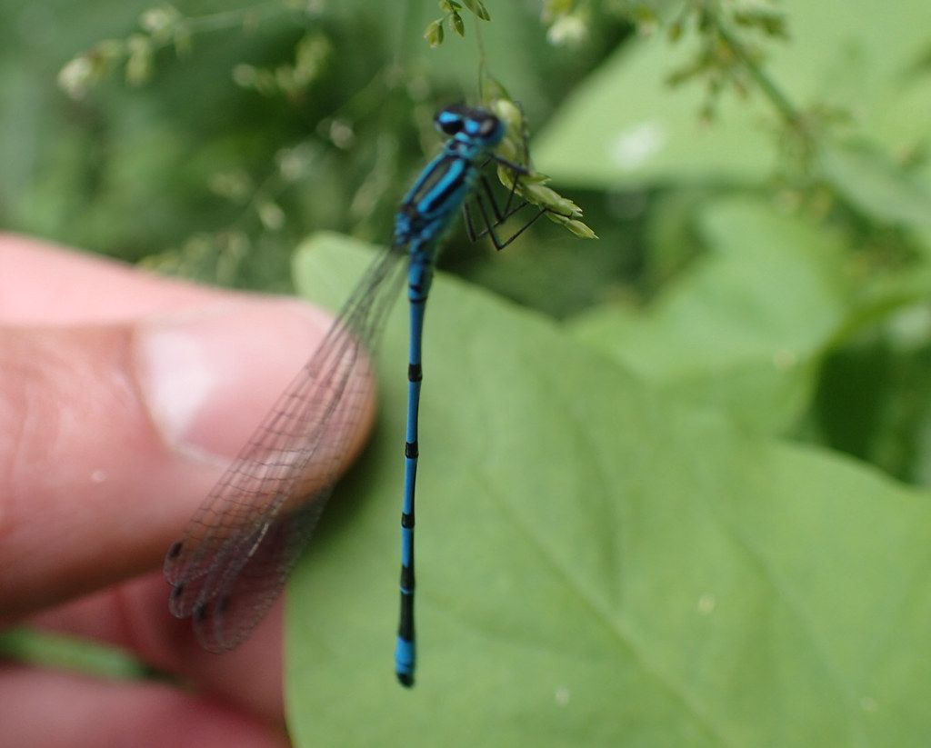 Hufeisen-Azurjungfer