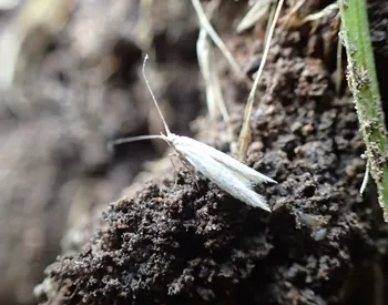 Miniersackträger (alle)