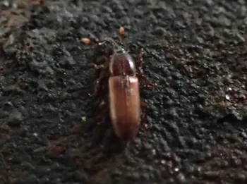 Flacher Faulholzrüssler